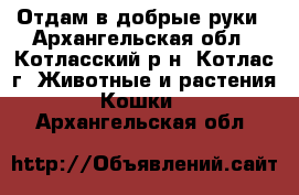 Отдам в добрые руки - Архангельская обл., Котласский р-н, Котлас г. Животные и растения » Кошки   . Архангельская обл.